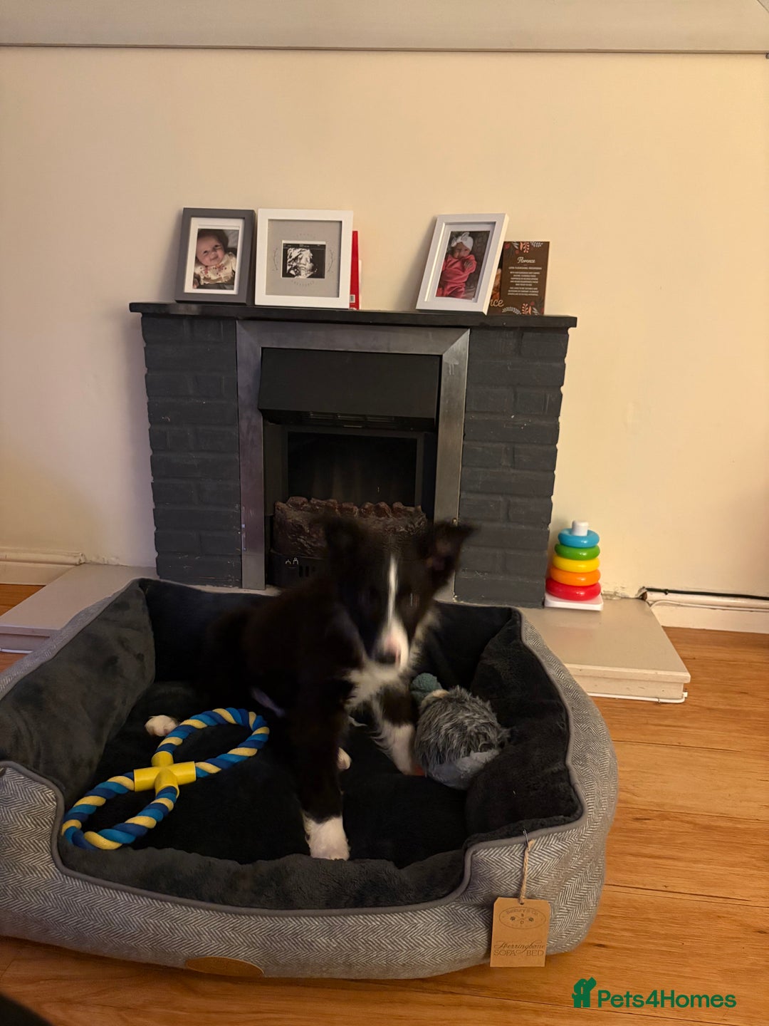 Border Collie dogs for sale: Meet Enzo - Image 4