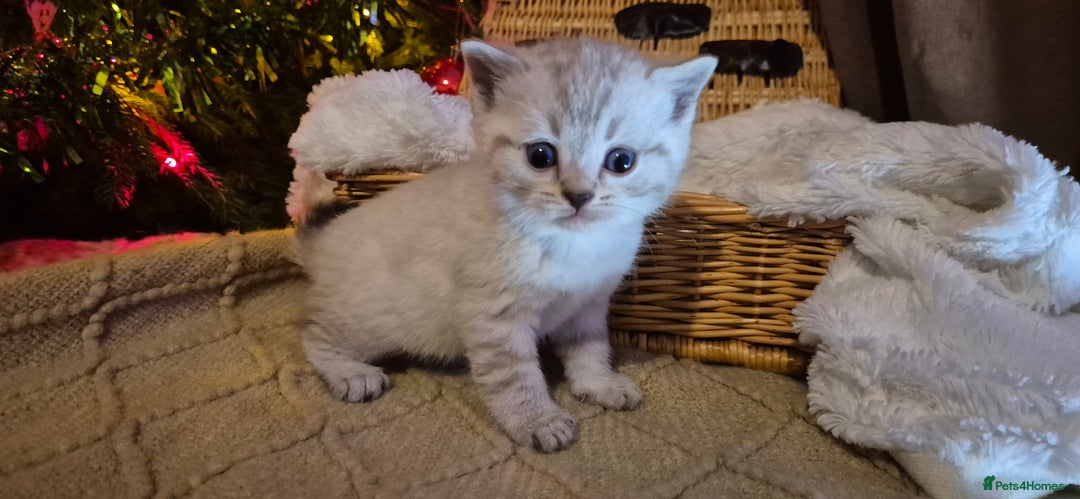 Bengal cats for sale: Bengal x British short hair - Advert 14