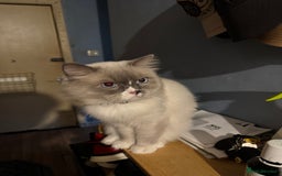 Ragdoll cats for sale: Ragdoll kittens 10 weeks old ready to go - Image 11