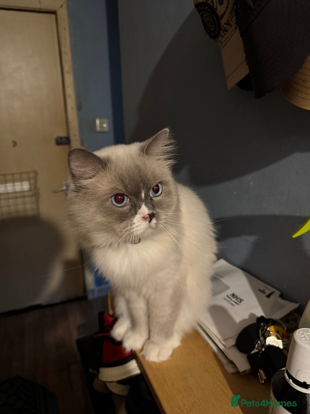 Ragdoll cats for sale: Ragdoll kittens 10 weeks old ready to go - Image 11