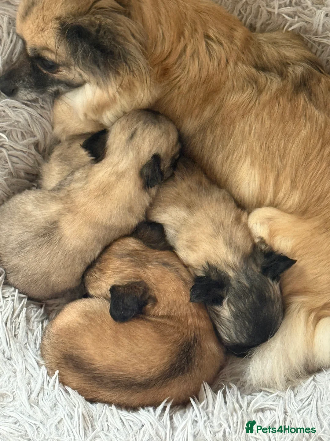 Chihuahua dogs for sale: 2 BOY CHIHUAHUA FOR SALE - Advert 5