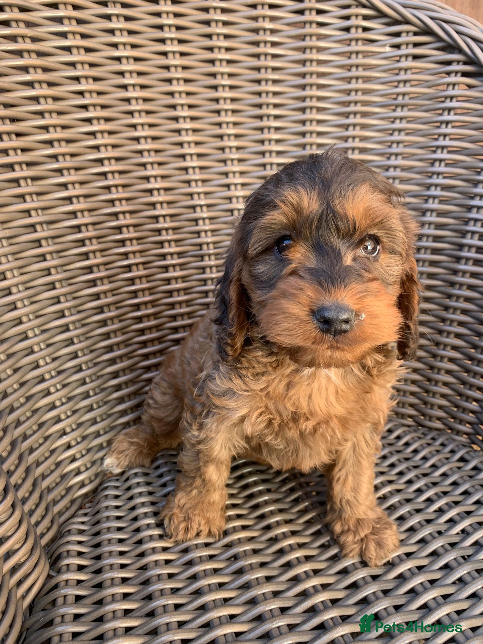 Cockapoo dogs Beautiful Merle chocolate cockapoos - Advert 1