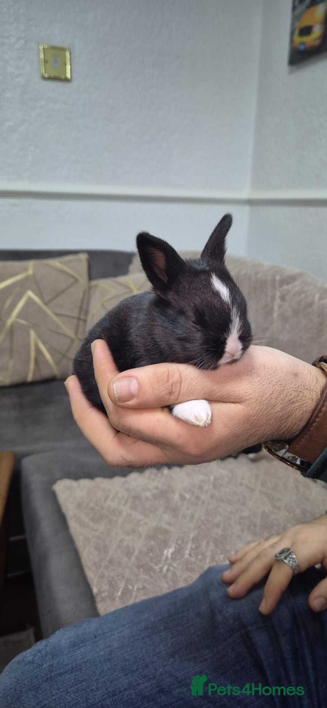 Tri Coloured Dutch rabbits for sale: They are 22 days old and mix Dutch and Rex  - Advert 12