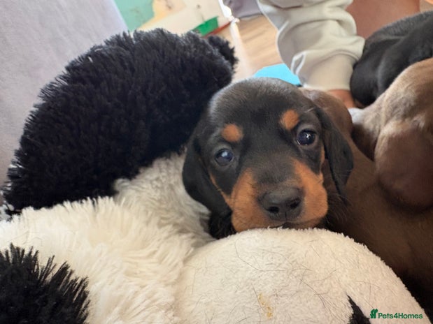 Dachshund dogs - Advert 8