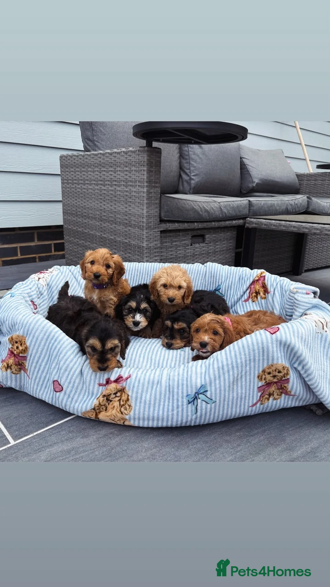 Cockapoo dogs for sale: 🐶1 adorable girl remaining 🐶 - Advert 2
