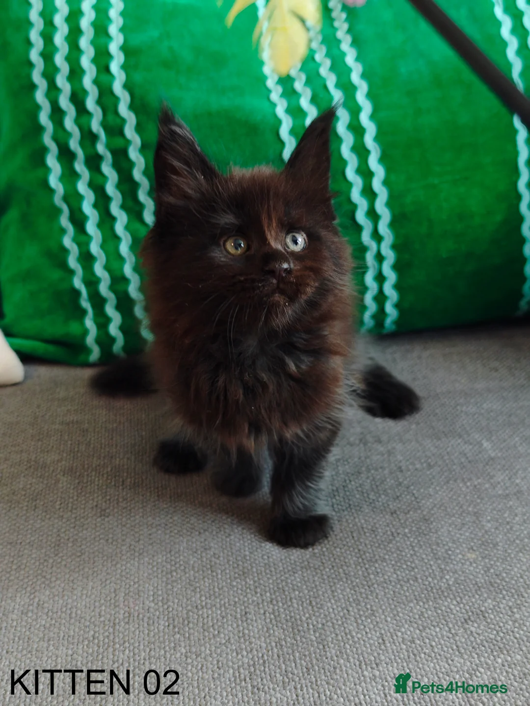 Maine Coon cats for sale: PURE BREED MAINE COON KITTENS READY EARLY MARCH - Advert 10