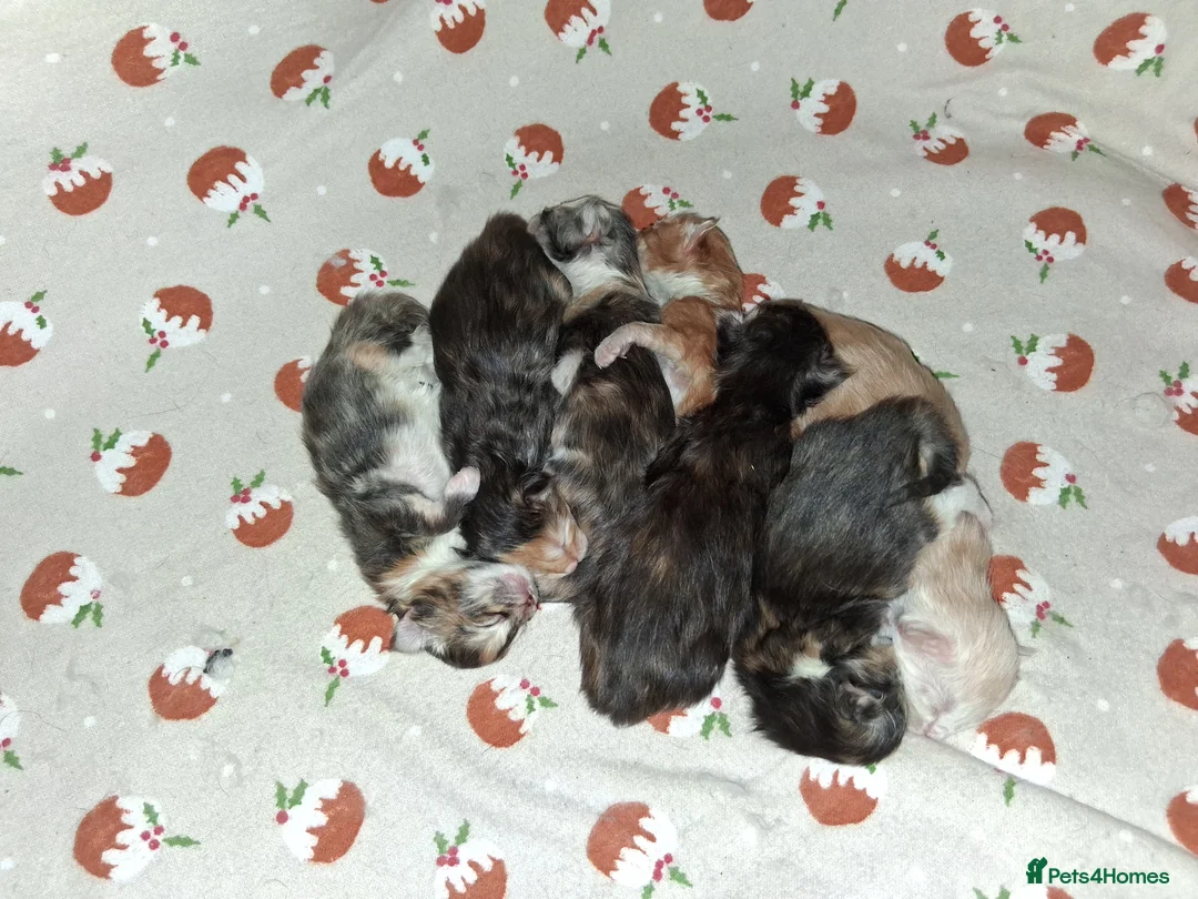 Maine Coon cats for stud: STUNNING SILVER MAINECOON FOR STUD - Advert 15