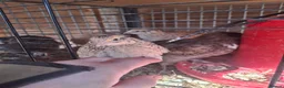 Quail poultry for sale: Coturnix quail and snowflake bobwhite  - Advert 11