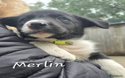 Border Collie dogs for sale:  Any farmers looking for working dogs? - Image 25