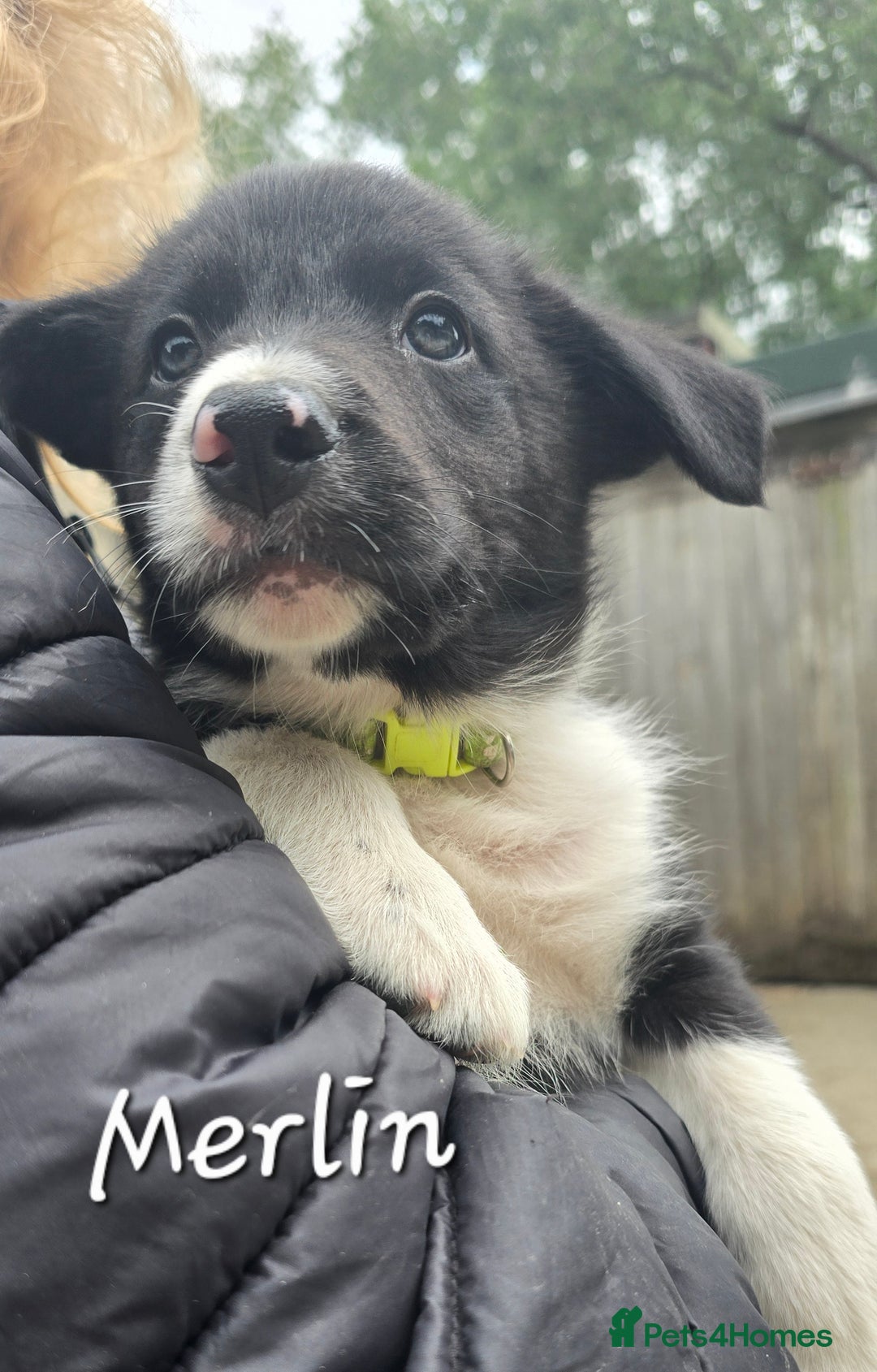 Border Collie dogs for sale:  Any farmers looking for working dogs? - Image 25