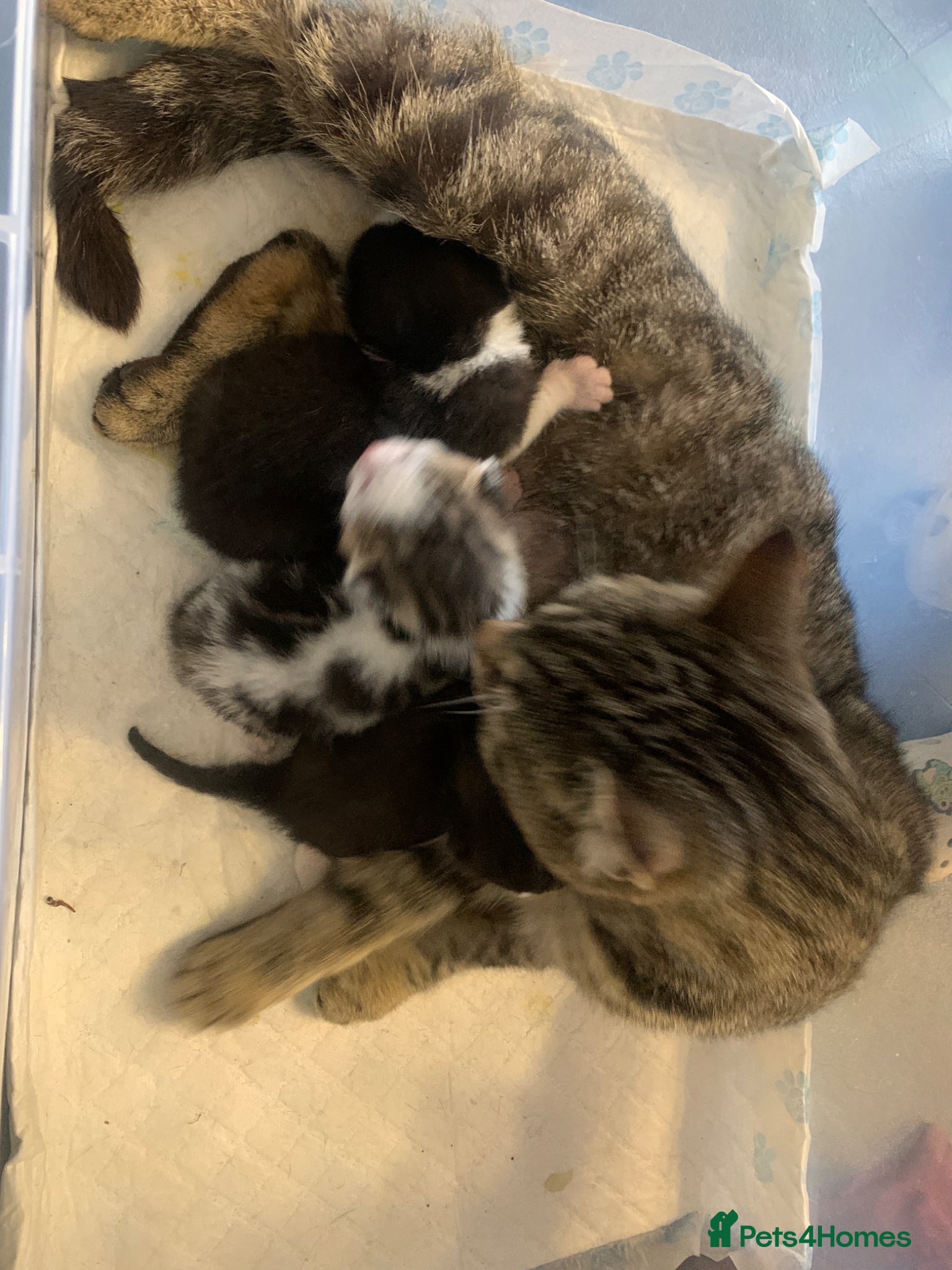 Mixed Breed cats Kittens - LAST1 LEFT B&W Tuxedo - Advert 5