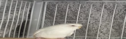 Budgerigars birds for sale: 2 budgies  - Advert 3