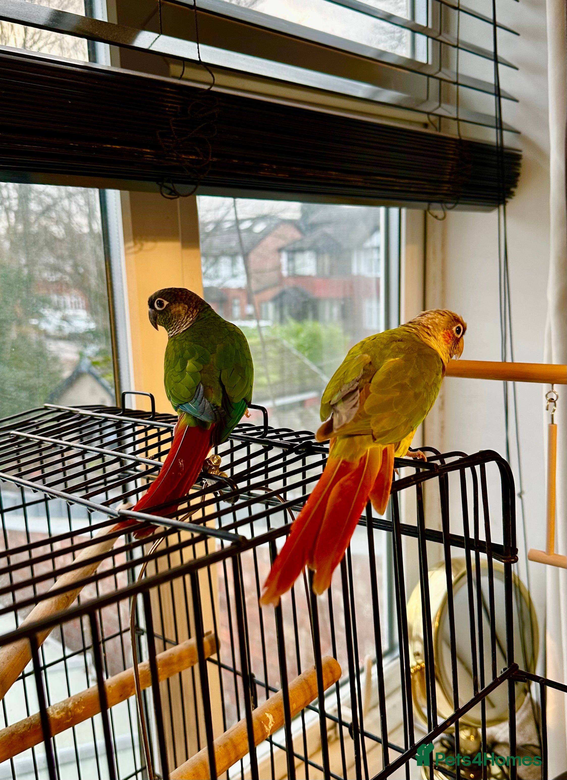 Conures birds Breading Pair of Green-Cheeked Conures Experienced - Advert 1
