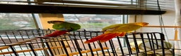 Conures birds for sale: Breading Pair of Green-Cheeked Conures Experienced - Advert 1