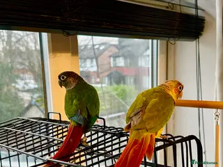 Conures birds Proven conure breeding pair / Experienced - Advert 2