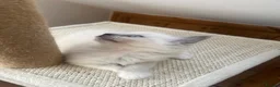 Ragdoll cats for sale: Beautiful ragdoll kittens blue and mitted - Advert 14