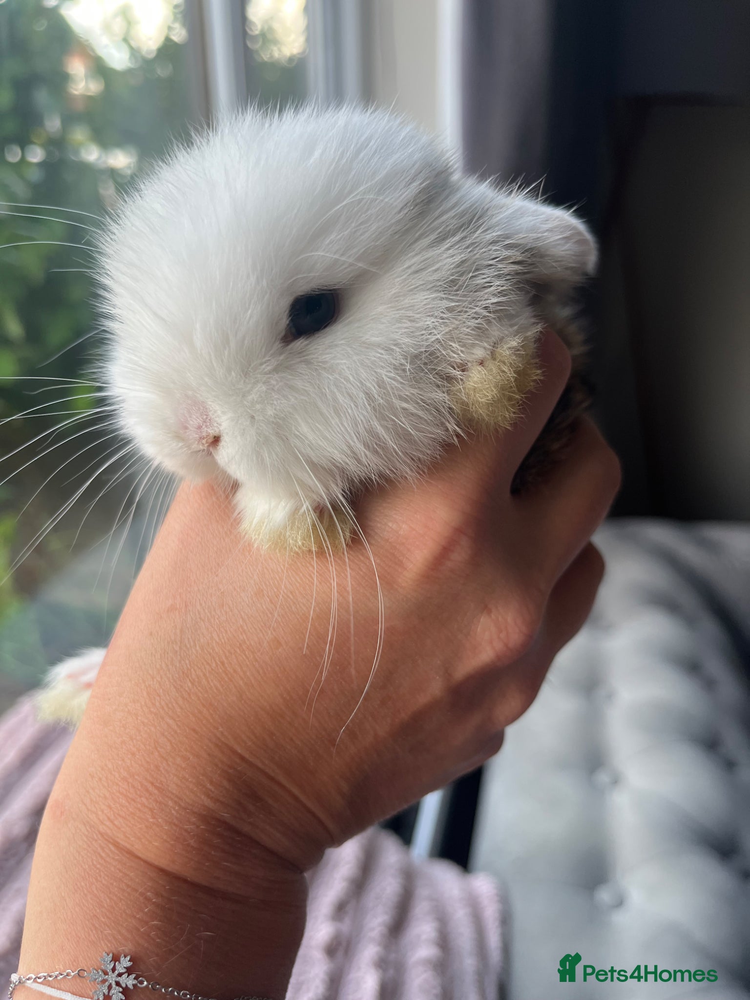 Mini Lop rabbits for sale: Male mini lop kits RTL 16th June - Advert 2