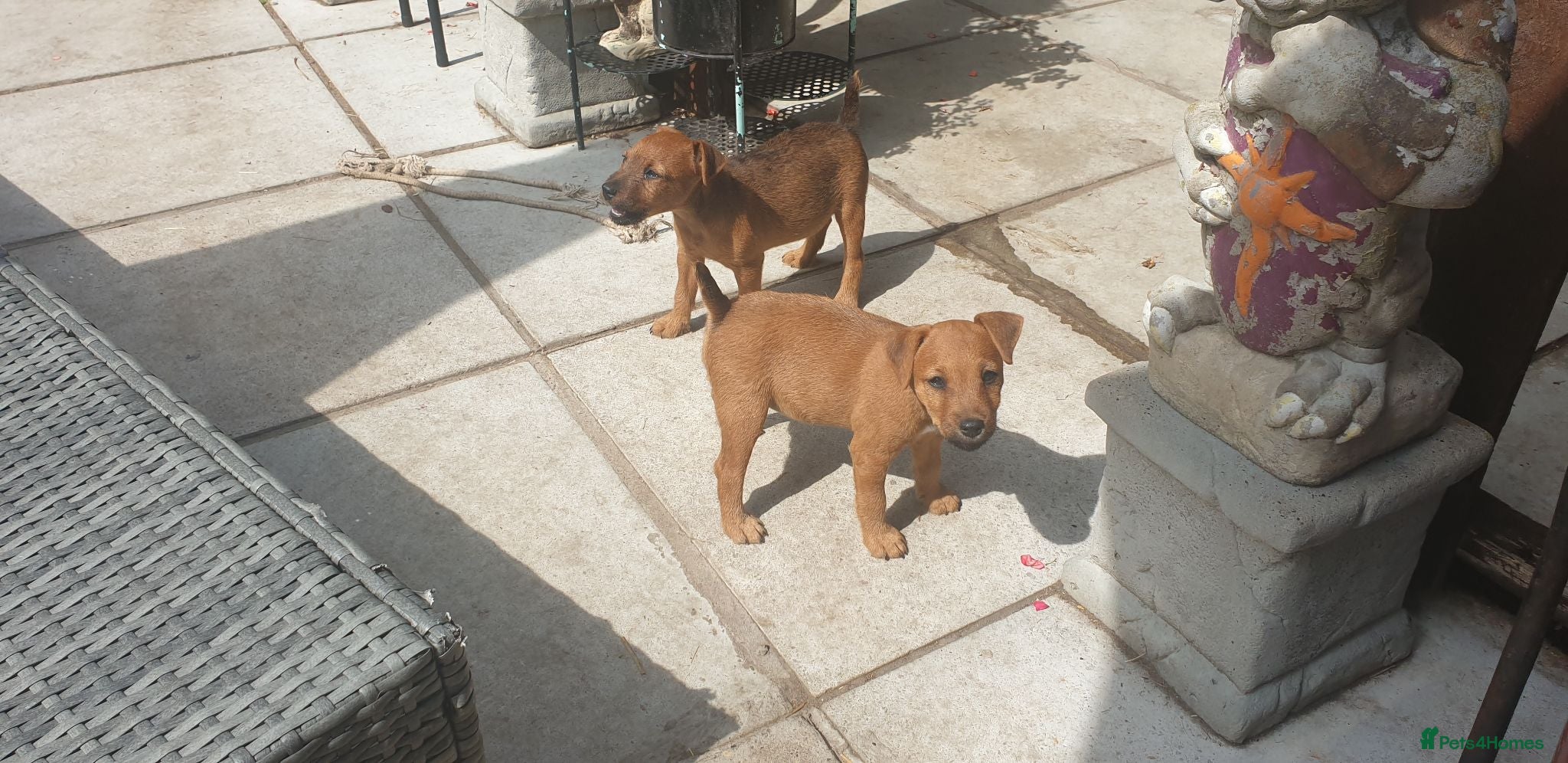 Lakeland Terrier dogs Lakeland type pups  - Advert 2