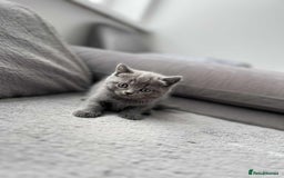 British Shorthair cats for sale: British Shorthair kittens  - Image 1