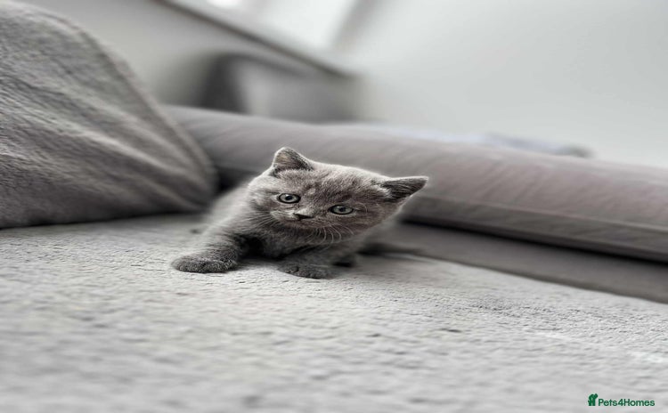 British Shorthair cats - Advert 16