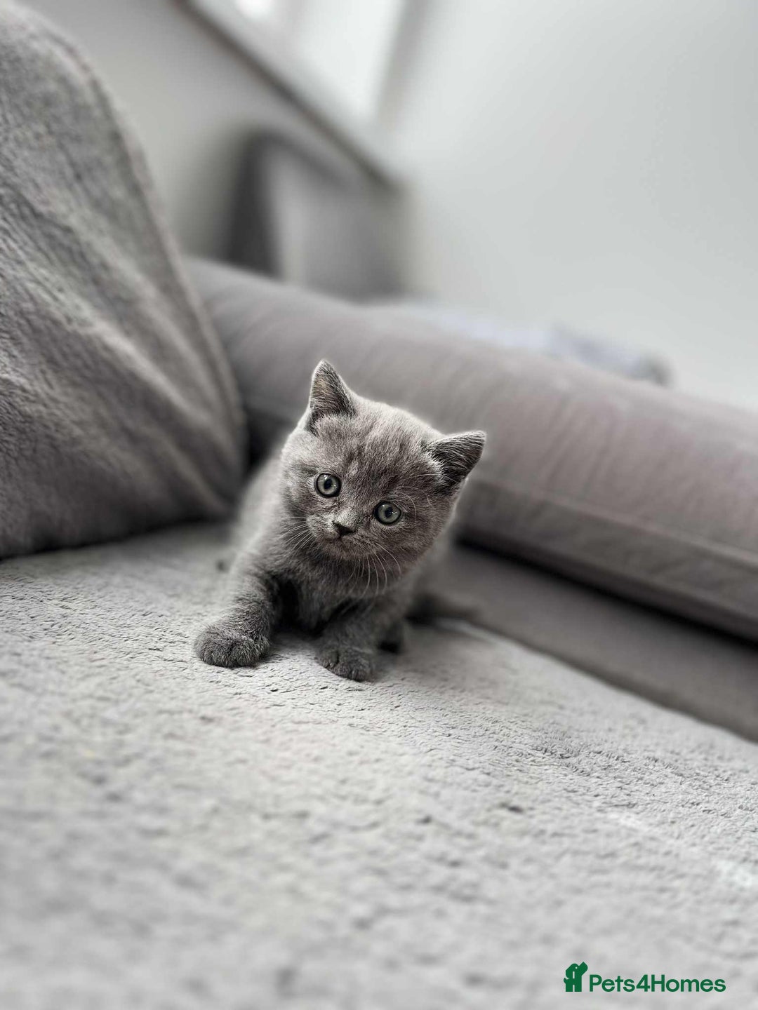 British Shorthair cats for sale: British Shorthair kittens  - Image 1