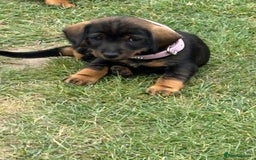 Dachshund dogs for sale: Dachshund puppies  - Image 7