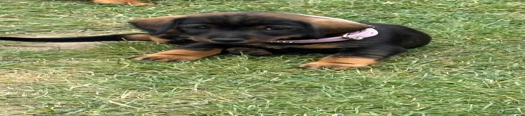 Dachshund Puppy 2