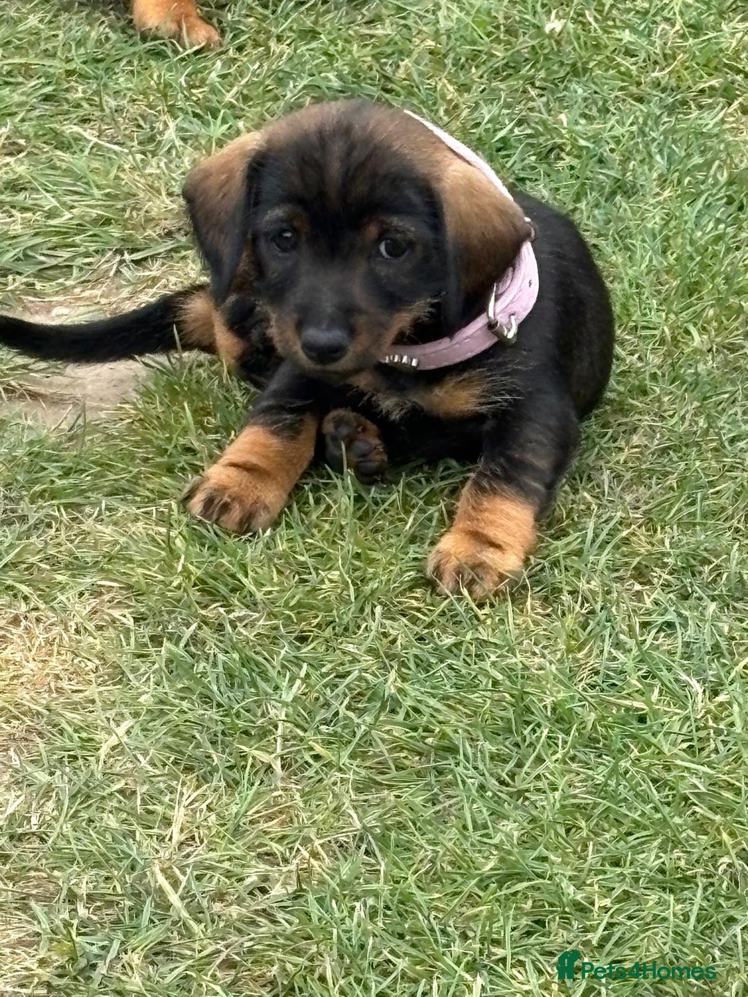 Dachshund dogs for sale: Dachshund puppies  - Image 7