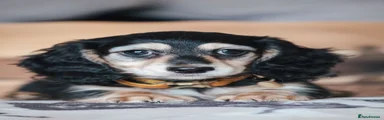 Message for photos of available puppies 