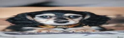 Miniature Dachshund dogs for sale: EXCEPTIONAL PEDIGREE MINIATURE LONGHAIRED PUPPIES - Advert 2