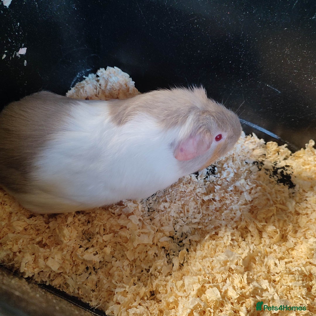 Guinea Pig rodents for sale: Guinea pigs for sale  - Advert 24
