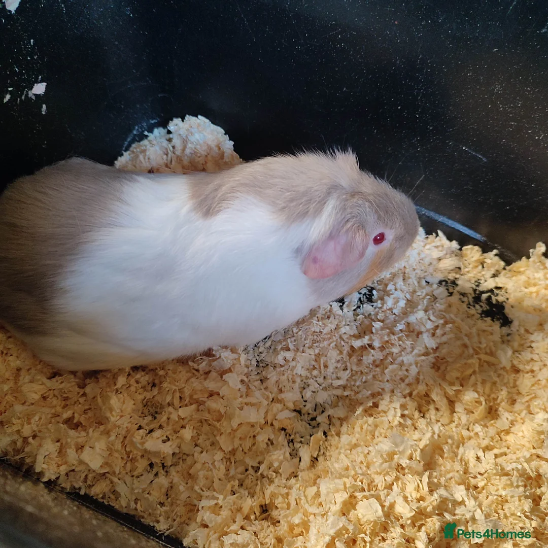 Guinea Pig rodents for sale: Guinea pigs for sale  - Advert 18