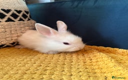 Lionhead rabbits for sale: Lionhead Babies for Sale  - Image 14