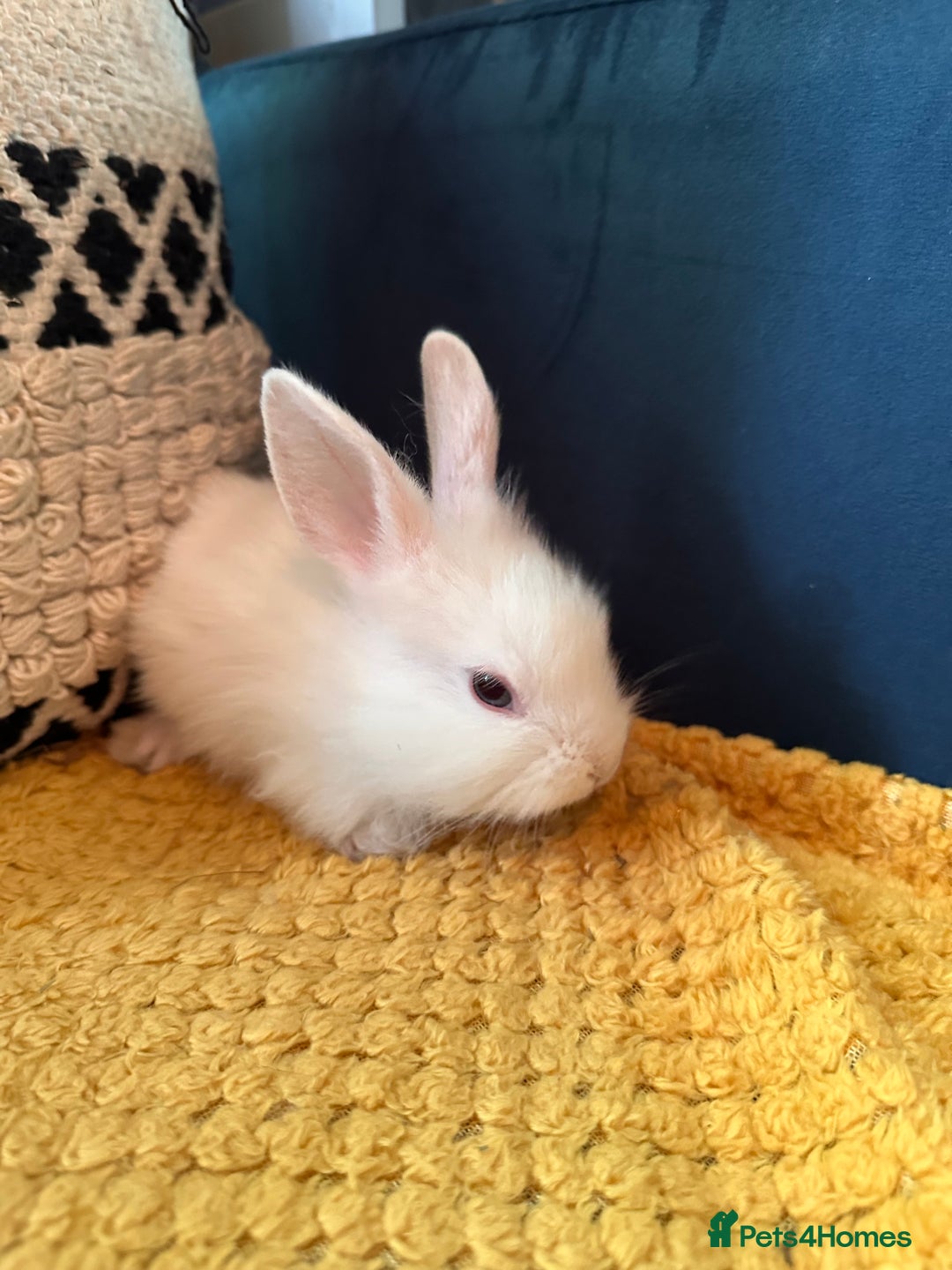 Lionhead rabbits for sale: Lionhead Babies for Sale  - Image 14