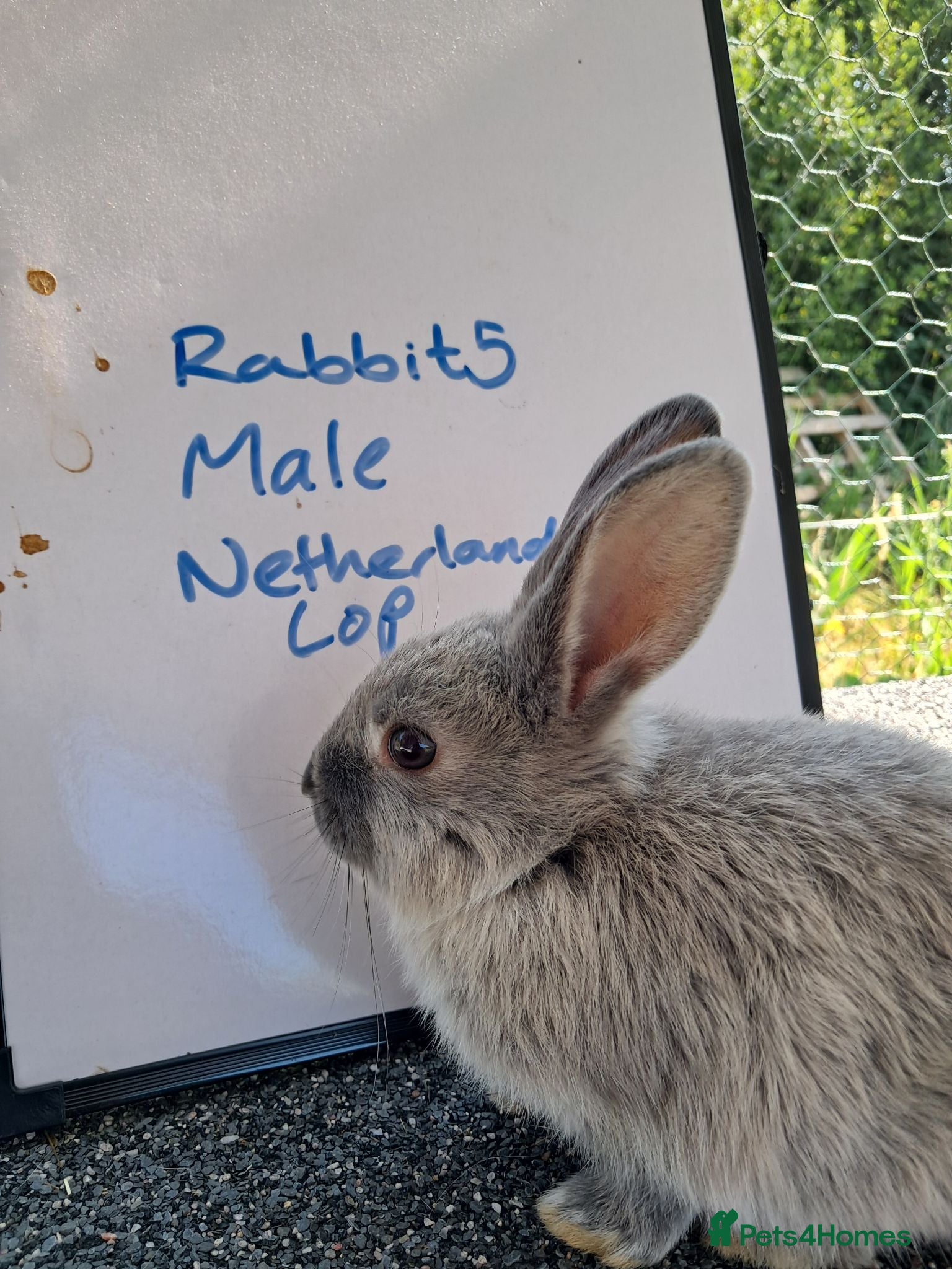 Netherland Dwarf rabbits One netherland dwarf x mini lop baby rabbit  - Advert 6