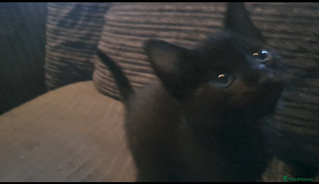 Mixed Breed cats for sale: 7 gorgeous kittens READY NOW - Image 23