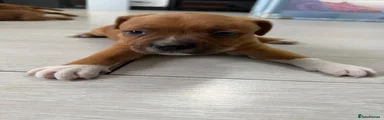 Dino - Orange Tag