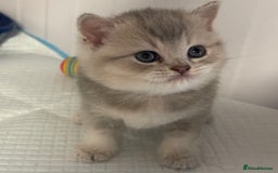 British Shorthair cats for sale: GCCF British Shorthair Kittens– Champion Lines - Image 29
