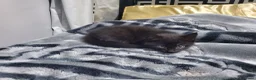 Mixed Breed cats for sale: 2 FREE BLACK KITTENS PLEASE READ DESCRIPTION - Advert 5