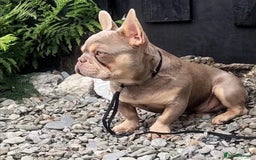 French Bulldog dogs for sale: French Bulldog gorgeous puppies - Image 16