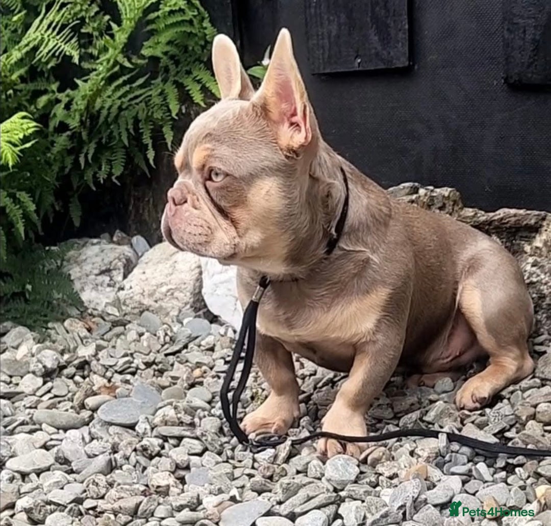 French Bulldog dogs for sale: French Bulldog gorgeous puppies - Image 16