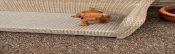 Hungarian Vizsla dogs for sale: Hungarian Vizsla Puppies 2 Boys Available - Advert 3