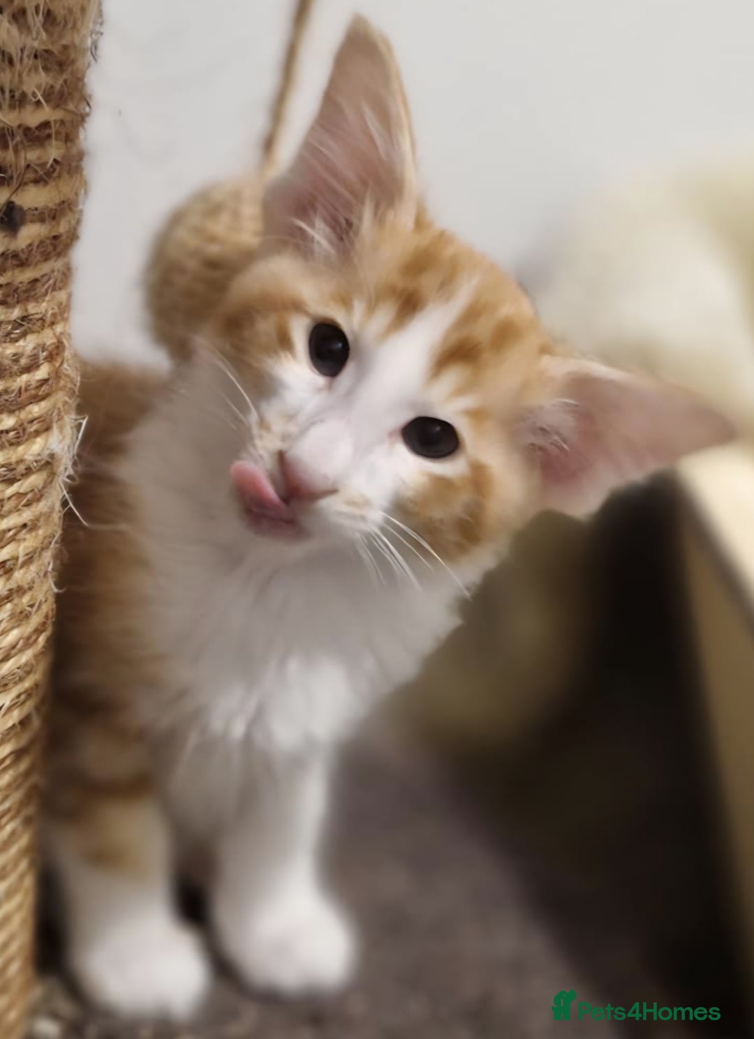 Balinese cats for sale: Stunning longhair Red and White bicolour boy - Advert 18