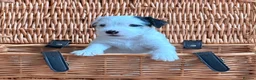 Parson Russell dogs for sale: Stunning KC Parson Russell Terrier Pups - Advert 4