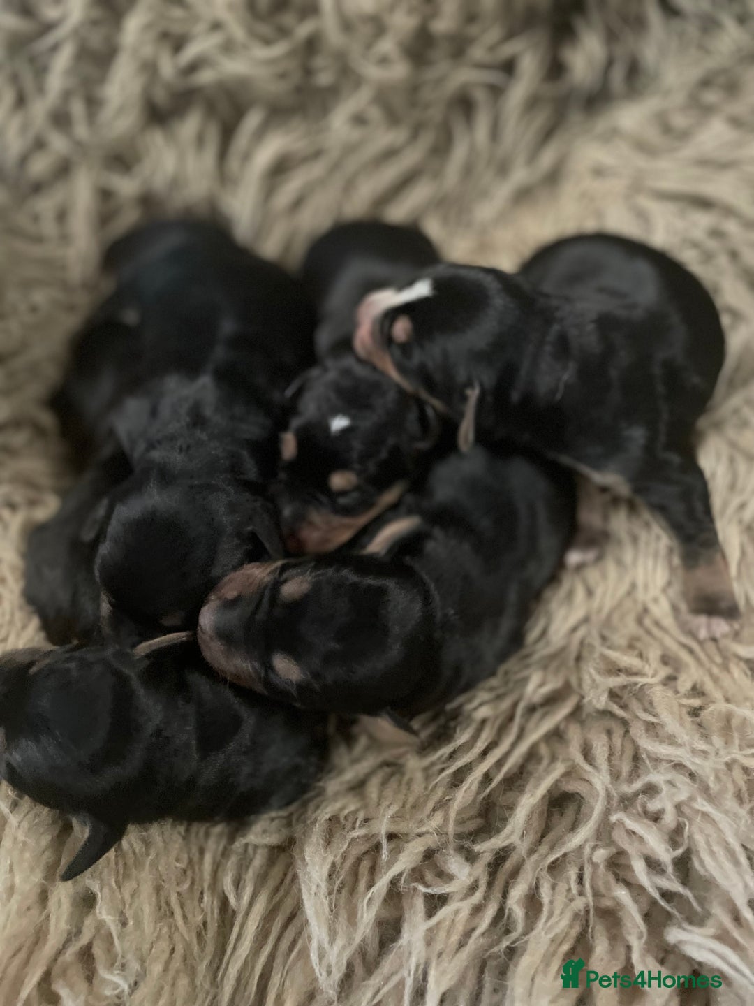 Mixed Breed dogs for sale: Beautiful Border Terrier X Show cocker spaniels  - Advert 2