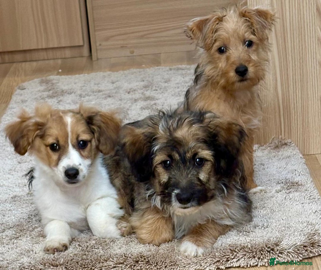 Jack Russell dogs for sale: Jack Russell Puppies… - Advert 8