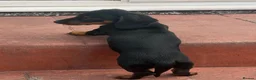 Miniature Dachshund dogs for sale: Miniature dachshund  - Advert 9