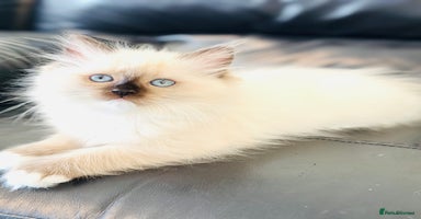 Ragdoll cats - Advert 10