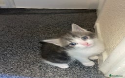 Mixed Breed cats for sale: Mixed grey kittens  - Image 5
