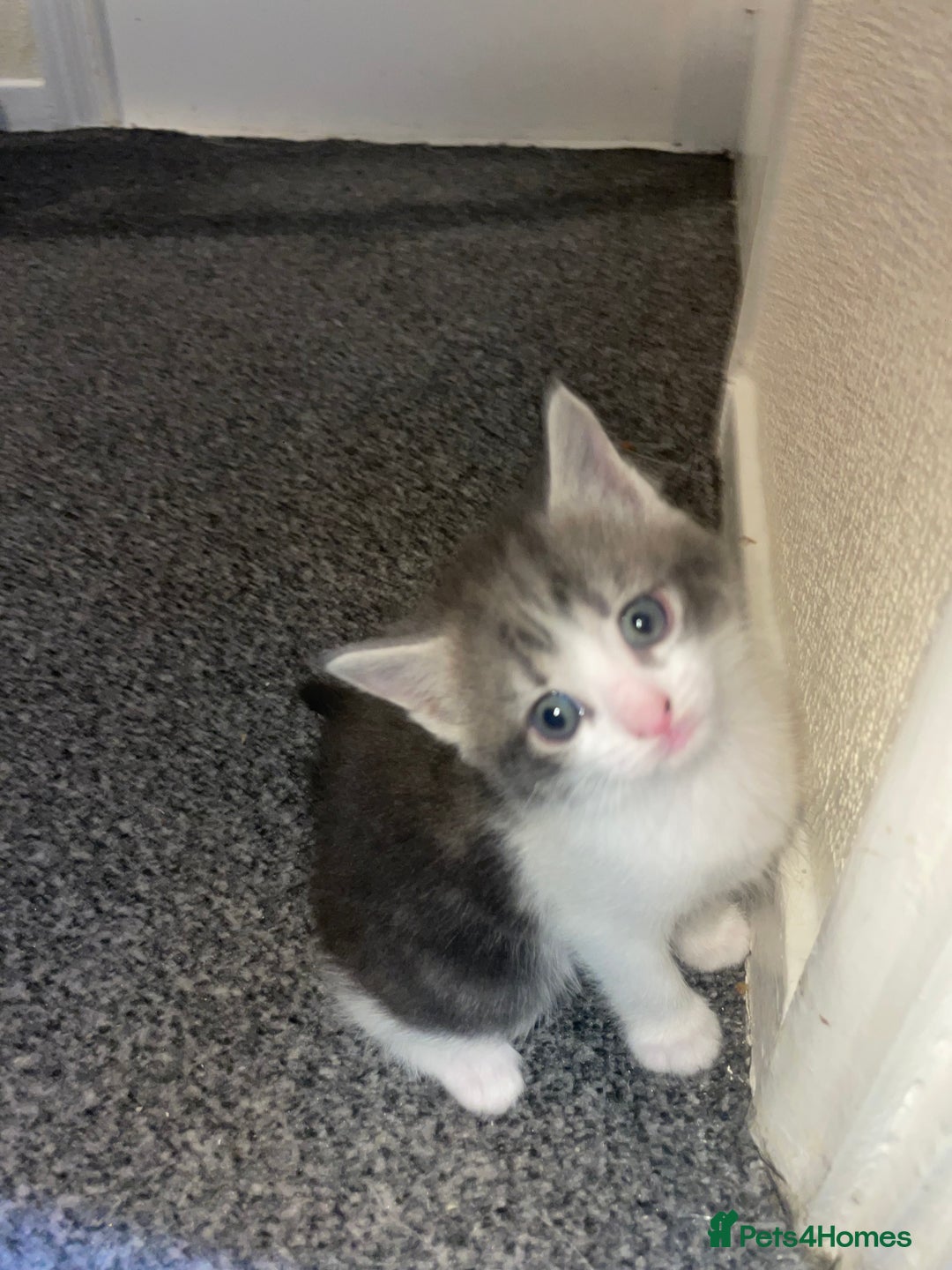 Mixed Breed cats for sale: Mixed grey kittens  - Image 5